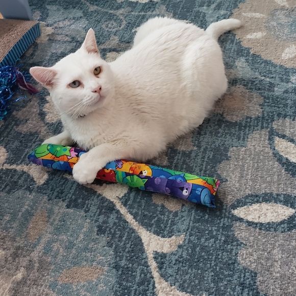 Meet your Posher, Megs - Picture 6 of 7